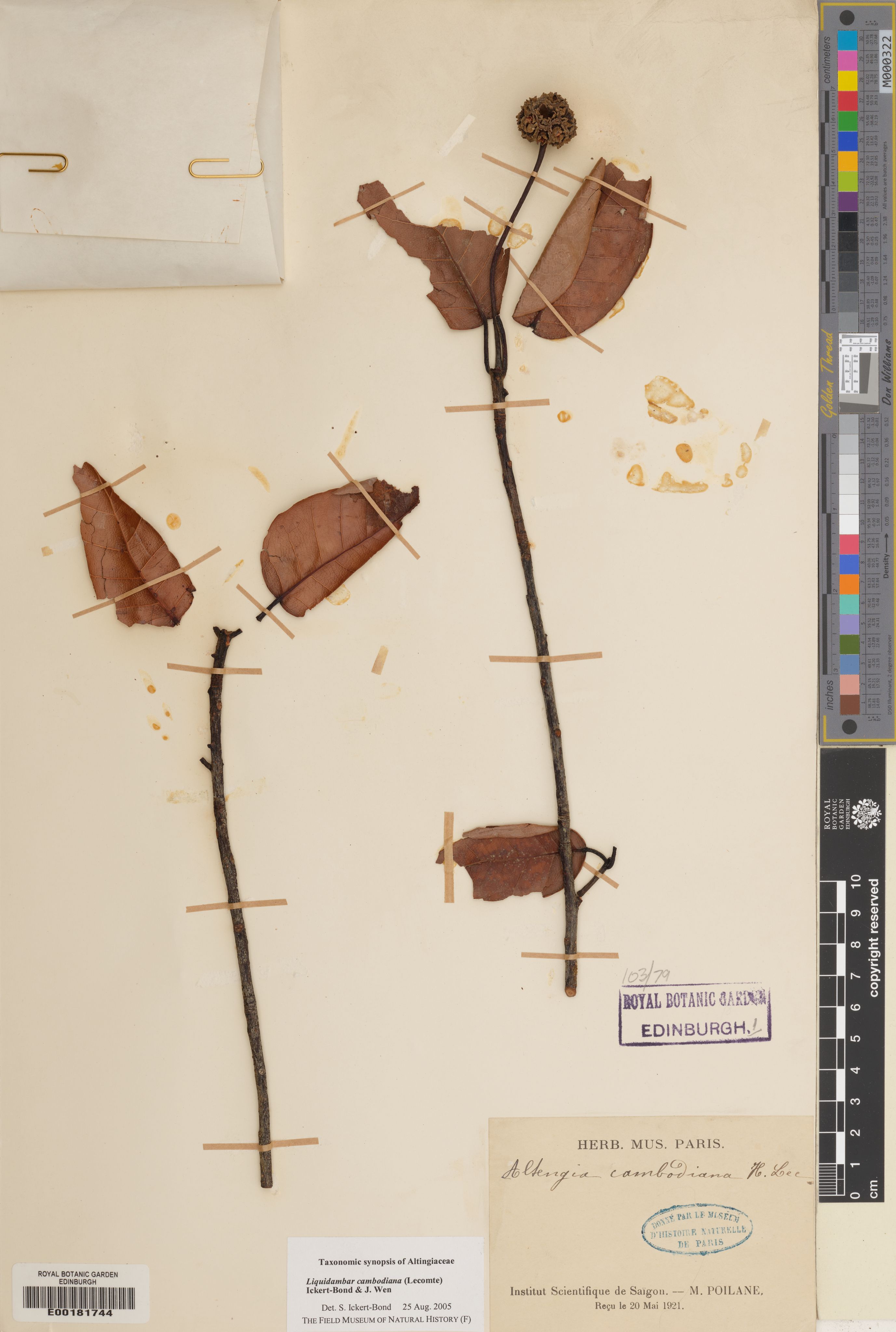 Liquidambar cambodiana — ảnh 2