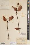 Liquidambar cambodiana — ảnh 3