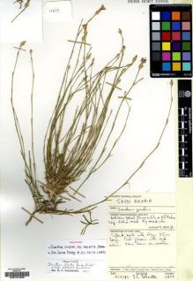 Type specimen at Edinburgh (E). Collenette, Iris: 4899. Barcode: E00181839.