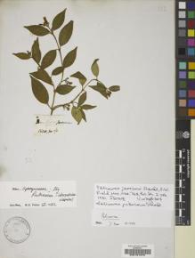 Type specimen at Edinburgh (E). Jameson, William: 76. Barcode: E00181970.