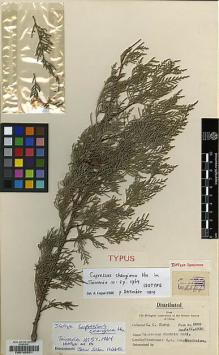 Type specimen at Edinburgh (E). Cheng, Wan : 2066. Barcode: E00182051.
