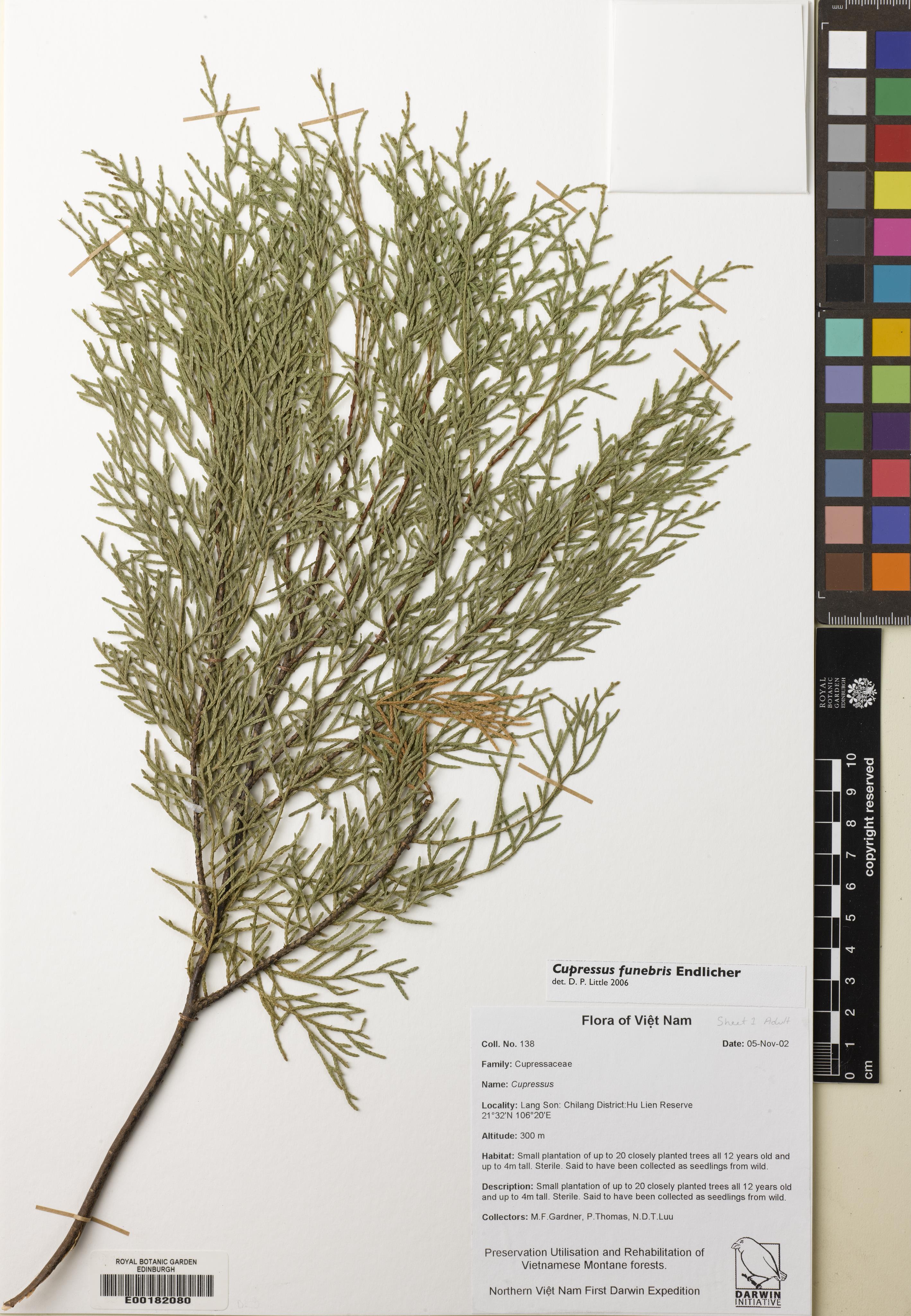 Cupressus funebris — ảnh 2