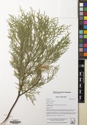 Cupressus funebris — ảnh 3