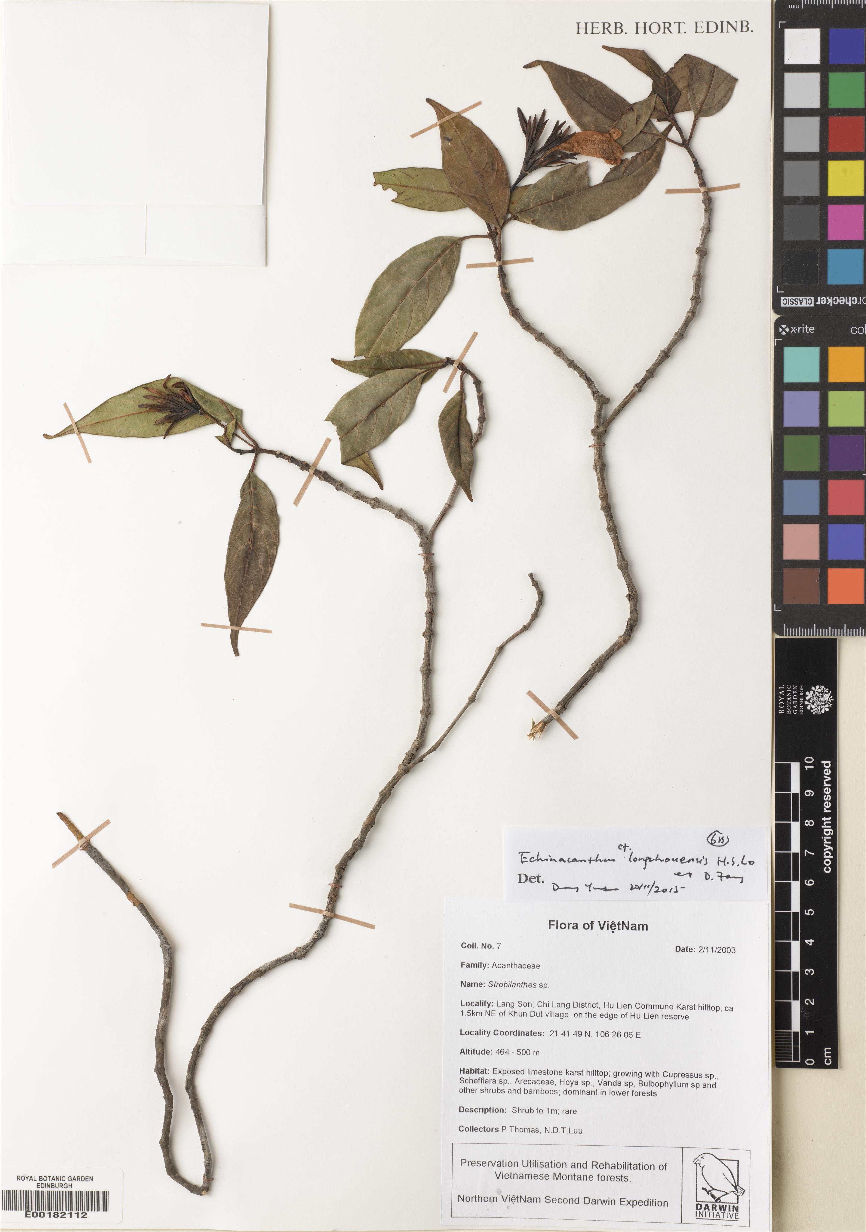 Echinacanthus longzhouensis — ảnh 2