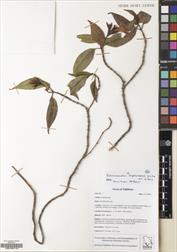 Echinacanthus longzhouensis — ảnh 3