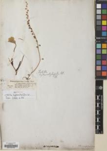 Type specimen at Edinburgh (E). Bertero, Carlo: . Barcode: E00182423.