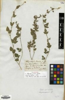 Type specimen at Edinburgh (E). Gillies, John: . Barcode: E00183078.