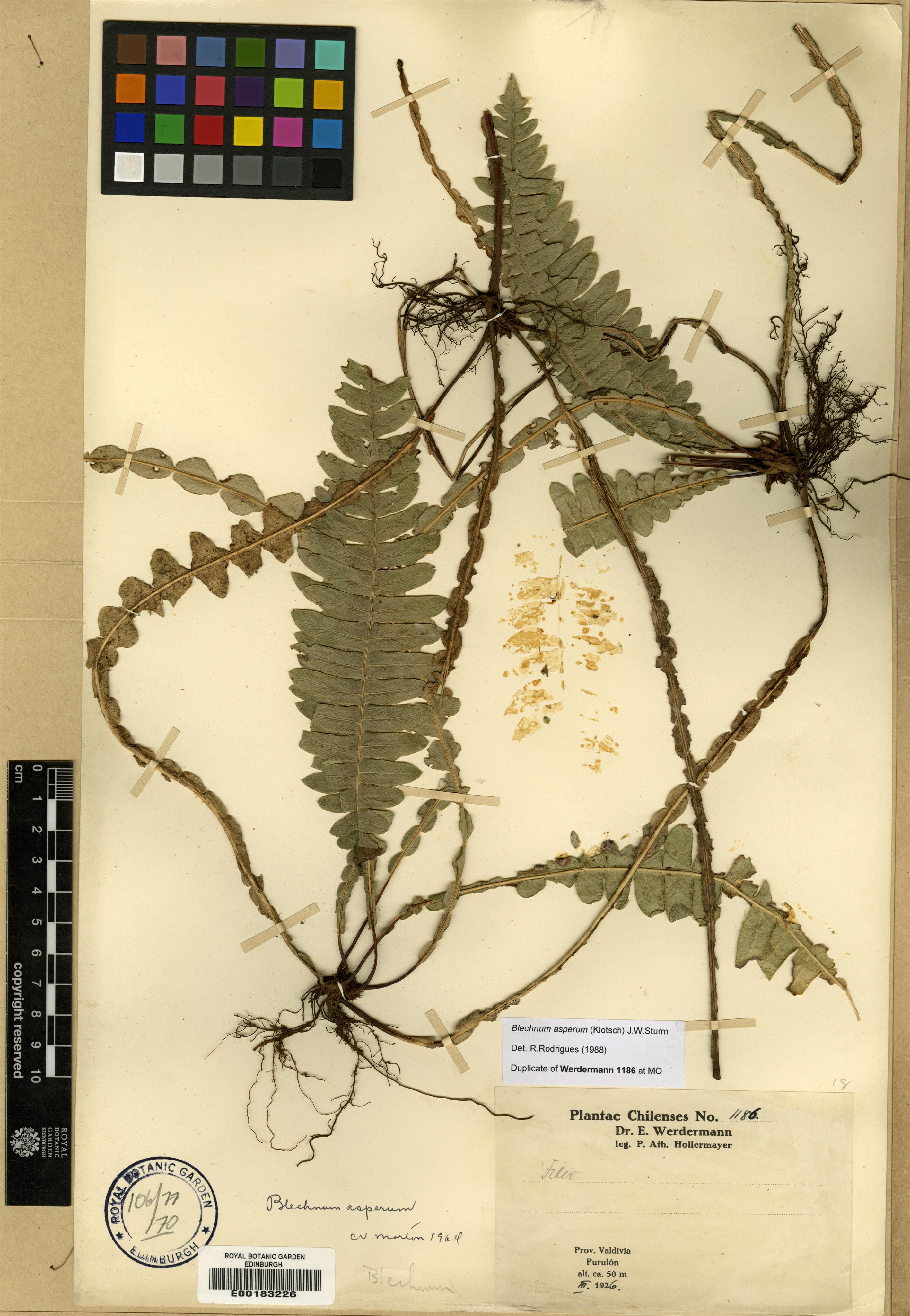 Austroblechnum asperum photograph 6