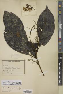 Type specimen at Edinburgh (E). Zenker, Georg: 1853. Barcode: E00183406.