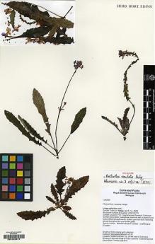 Type specimen at Edinburgh (E). Hedge, Ian: 05/01. Barcode: E00183474.