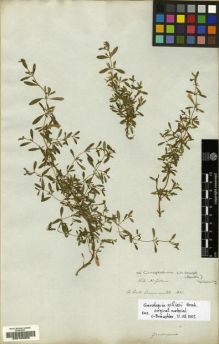 Type specimen at Edinburgh (E). Cultivated Plant (Non RBGE) (CULT): . Barcode: E00183956.