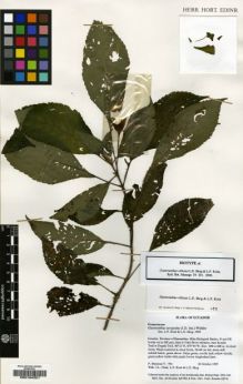 Type specimen at Edinburgh (E). Mendoza-Troya, Paulina: 594. Barcode: E00184321.