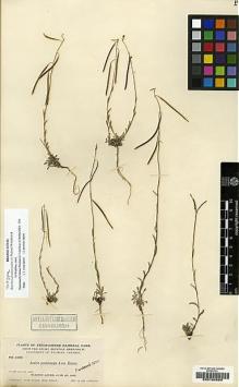 Type specimen at Edinburgh (E). Nelson, Aven; Nelson, Elias: 5504. Barcode: E00184580.