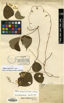 Type specimen at Edinburgh (E). Bodinier, Emile: 499. Barcode: E00185067.