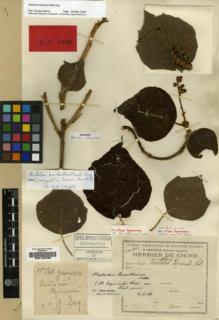Type specimen at Edinburgh (E). Esquirol, Joseph: 120. Barcode: E00185096.