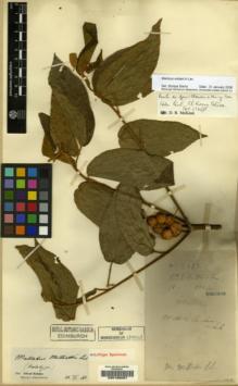 Type specimen at Edinburgh (E). Cavalerie, Pierre: 3967. Barcode: E00185097.