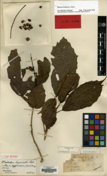 Type specimen at Edinburgh (E). Esquirol, Joseph: 898. Barcode: E00185099.