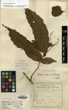 Type specimen at Edinburgh (E). Esquirol, Joseph: 898. Barcode: E00185100.