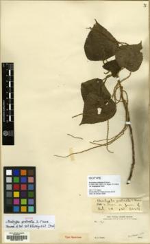Type specimen at Edinburgh (E). Forbes, Henry: 127. Barcode: E00185118.