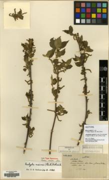 Type specimen at Edinburgh (E). Maire, Edouard-Ernest: . Barcode: E00185122.