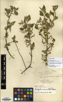 Type specimen at Edinburgh (E). Maire, Edouard-Ernest: . Barcode: E00185123.