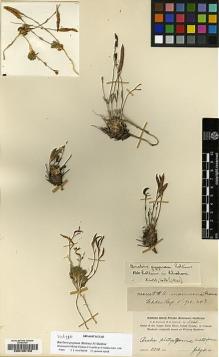 Type specimen at Edinburgh (E). Hall, Harvey; Babcock, H.: 5465. Barcode: E00185153.