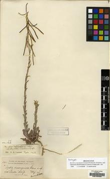 Type specimen at Edinburgh (E). Baker, Charles: 342. Barcode: E00185359.