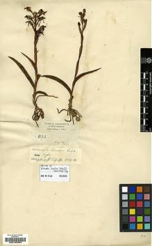 Type specimen at Edinburgh (E). Schimper, Georg: 1373. Barcode: E00185863.