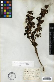 Type specimen at Edinburgh (E). Mathews, Andrew: 873. Barcode: E00185905.