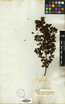 Type specimen at Edinburgh (E). Mathews, Andrew: 873. Barcode: E00185906.
