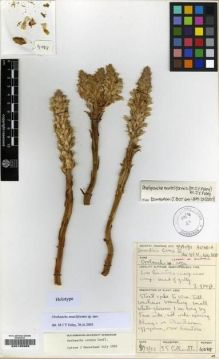 Type specimen at Edinburgh (E). Collenette, Iris: 4088. Barcode: E00185989.
