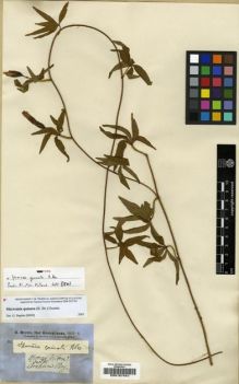 Type specimen at Edinburgh (E). Brown, Robert: . Barcode: E00187441.