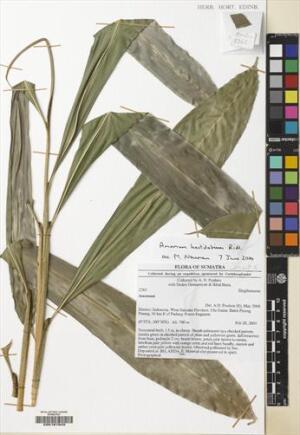 Sundamomum hastilabium (Sundamomum hastilabium)