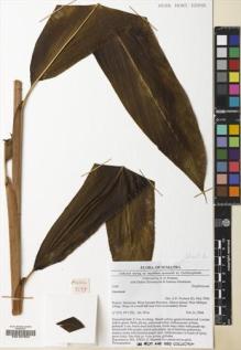 Type specimen at Edinburgh (E). Poulsen, Axel; Girmansyah, Deden; Hatta, Ikbal: 2249. Barcode: E00187852.
