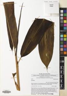 Type specimen at Edinburgh (E). Poulsen, Axel; Girmansyah, Deden; Hatta, Ikbal: 2249. Barcode: E00187853.