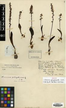 Type specimen at Edinburgh (E). Forrest, George: 2466. Barcode: E00188160.