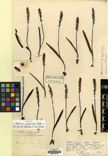 Type specimen at Edinburgh (E). Forrest, George: 907. Barcode: E00188161.