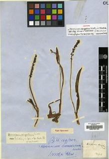 Type specimen at Edinburgh (E). Wallich, Nathaniel: 7068. Barcode: E00188162.