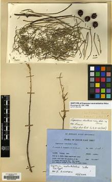 Type specimen at Edinburgh (E). Ludlow, Frank; Sherriff, George; Elliot, H.: 12141. Barcode: E00188326.
