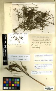 Type specimen at Edinburgh (E). Bailey, Frederick : . Barcode: E00188327.
