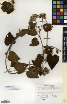 Type specimen at Edinburgh (E). Fosberg, Francis; Mueller-Dombois, Dieter: 50009. Barcode: E00188366.