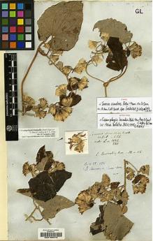Type specimen at Edinburgh (E). Wallich, Nathaniel: 3120. Barcode: E00188372.