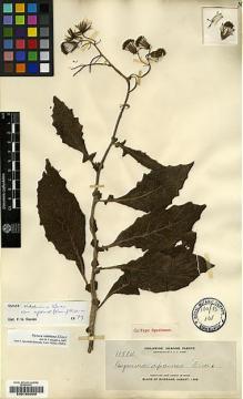 Type specimen at Edinburgh (E). Elmer, Adolph: 11584. Barcode: E00188389.