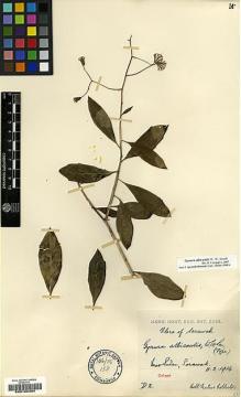 Type specimen at Edinburgh (E). Native Collector (NATCO): D2. Barcode: E00188394.