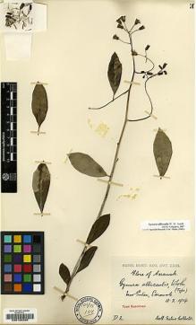 Type specimen at Edinburgh (E). Native Collector (NATCO): D2. Barcode: E00188395.