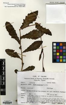 Type specimen at Edinburgh (E). Maxwell, James: 91-643. Barcode: E00188398.