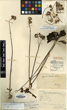 Type specimen at Edinburgh (E). Cavalerie, Pierre: 3305. Barcode: E00188444.
