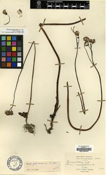 Type specimen at Edinburgh (E). Cavalerie, Pierre: 3305. Barcode: E00188445.