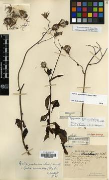 Type specimen at Edinburgh (E). Esquirol, Joseph: 3572. Barcode: E00188450.