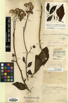 Type specimen at Edinburgh (E). Cavalerie, Pierre: 3312. Barcode: E00188452.